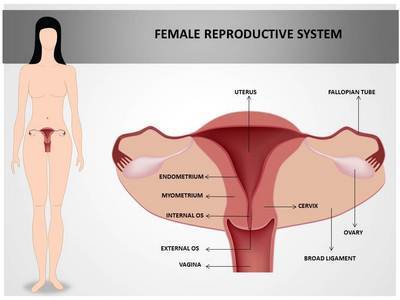 Female Reproductive System Editable PowerPoint Template