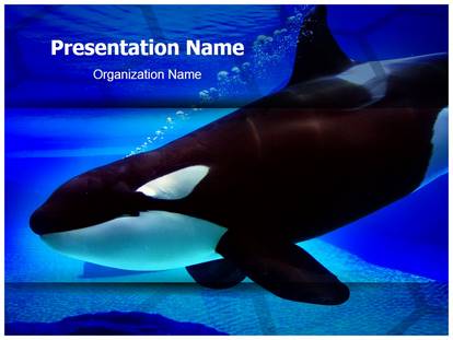 Killer Whale Free Ppt Template