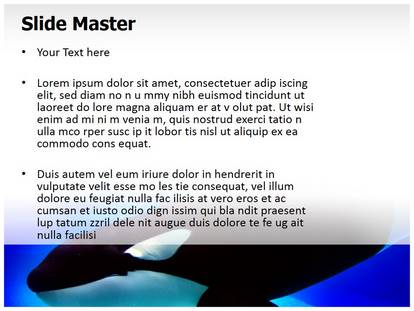 Killer Whale Free Ppt Template Slide1