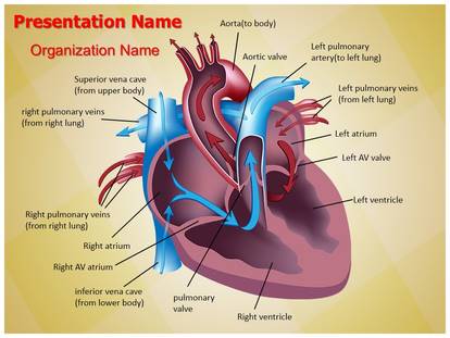 free cardiovascular blood pathway medical powerpoint free cardiac powerpoint templates