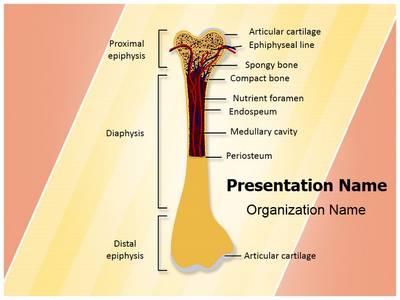 Bone Structure Editable PowerPoint Template