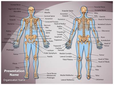 Human Bony System Editable PowerPoint Template