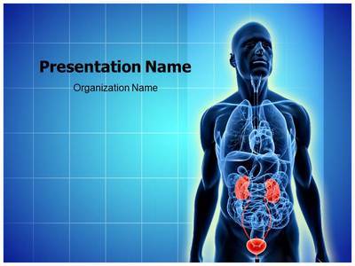 Urinary System Editable PowerPoint Template