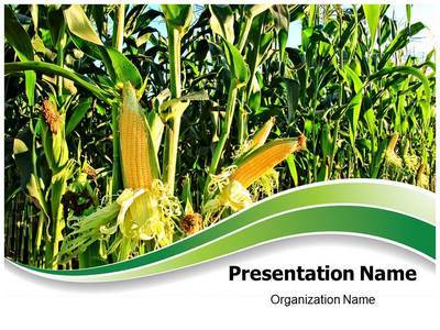 Corn Field Editable PowerPoint Template