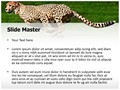 Professional Cheetah Editable PowerPoint Template Professional Cheetah Editable PowerPoint Template