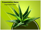 Aloe Vera Herbal Medicine