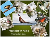 Ornithology Collage Editable PowerPoint Template