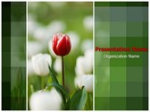 Tulip Editable Template
