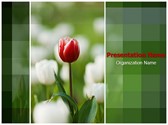 Tulip Editable PowerPoint Template