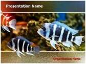 Zebra Fish Editable Template