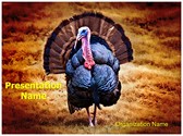 Turkey Editable PowerPoint Template