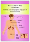 Endocrine Editable Template