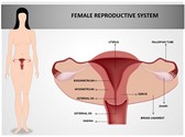 Female Reproductive System Editable PowerPoint Template