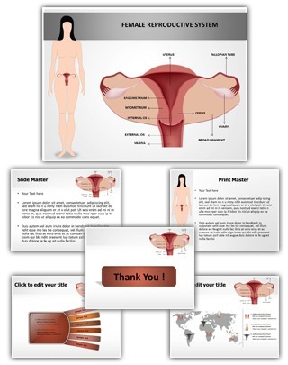 Female Reproductive System Editable PowerPoint Template