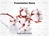 Raw Cotton Template