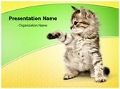 Kitten Editable PowerPoint Template