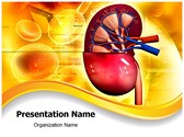 Human Kidney Editable PowerPoint Template