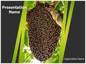 Beehive PowerPoint Templates