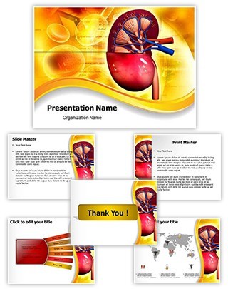 Human Kidney