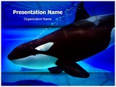 Killer Whale Editable Template