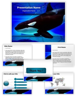 Killer Whale