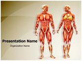 Men And Women Muscular Anatomy Editable PowerPoint Template