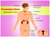 Endocrine Editable PowerPoint Template