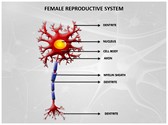 Neuron Diagram Editable PowerPoint Template