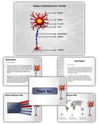 Neuron Diagram