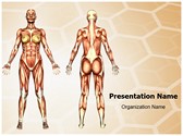 Women Muscular Anatomy Editable PowerPoint Template