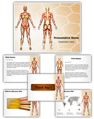 Women Muscular Anatomy Editable PowerPoint Template