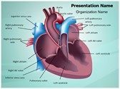 Cardiovascular Anatomy Ventricle