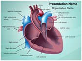 Cardiovascular Anatomy Ventricle Editable Template