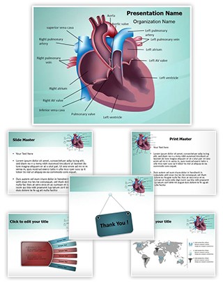 Cardiovascular Anatomy Ventricle