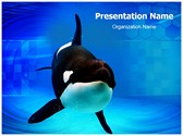 Orca Editable PowerPoint Template