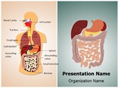 Digestive System Editable PowerPoint Template