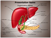 Gastrointestinal Organ System Editable PowerPoint Template