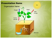 Plant Schematic Photosynthesis Editable PowerPoint Template