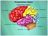 Cerebellum Brain Parts Editable PowerPoint Template