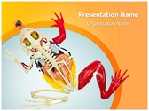 Animal Digestive System Editable PowerPoint Template