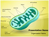 Eukaryotic Mitochondrion Organelle Editable PowerPoint Template