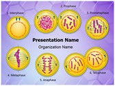 Genetic Engineering Mitosis Editable PowerPoint Template