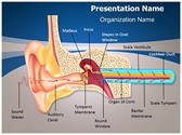 Hearing Mechanism Editable PowerPoint Template