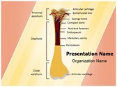 Bone Structure Editable PowerPoint Template