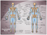 Human Bony System Editable PowerPoint Template