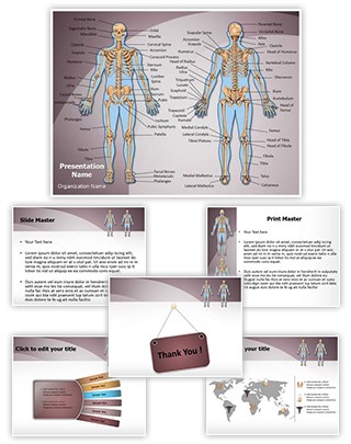 Human Bony System