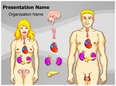 Human Endocrine System Editable Template