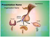 Hypothalamic Pituitary Axes Editable Template