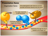 Hormone Glands Enzymes Editable PowerPoint Template