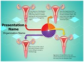 Gynecology Menstrual Cycle Editable PowerPoint Template